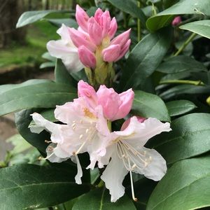 Meet your Posher, Olga